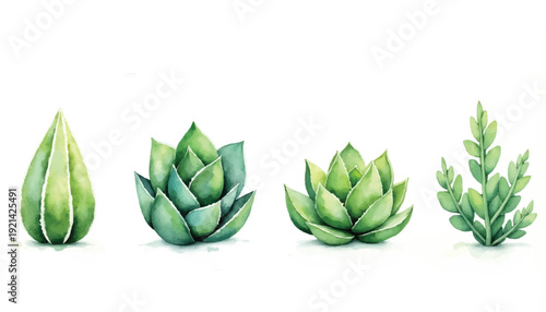A group of four succulent plants.