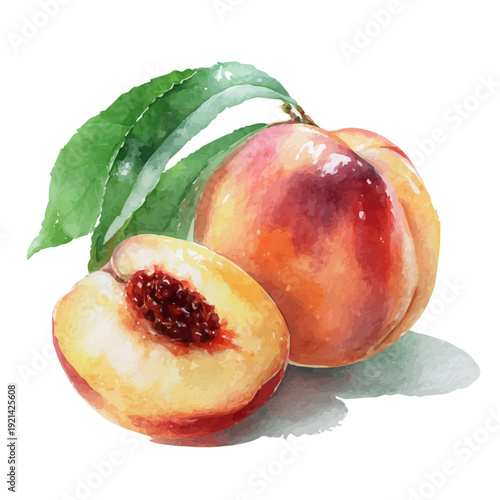 Peach, watercolor clipart vector, isolated on a white background.