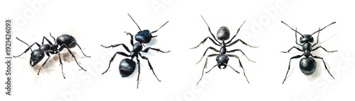 Mine Watercolor, hand-painted black ant painting illustration, vector illustration,  painting design, and EPS format design. vector illustration, isolated on a white background