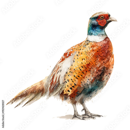 watercolor of Pheasant, vector, isolated on a white background.