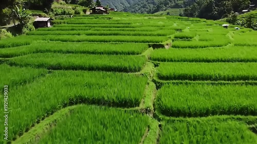Rice Terraces with Green Field.