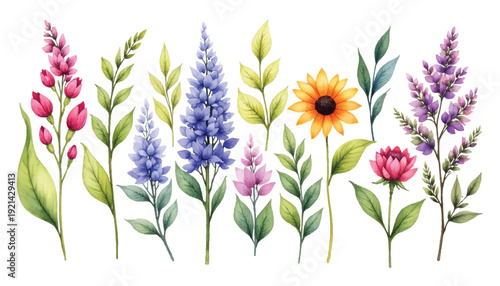 a group of colorful flowers on white.