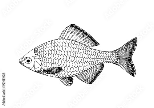 ニッポンバラタナゴ 線画（Rhodeus ocellatus kurumeus）淡水魚・学術用アウトラインイラスト