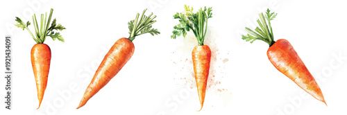 Mine Watercolor, hand-painted fresh carrot painting illustration, vector illustration, painting design, and EPS format design. vector illustration, isolated on a white background