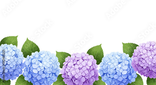 Blue and purple hydrangeas with green leaves on transparent background