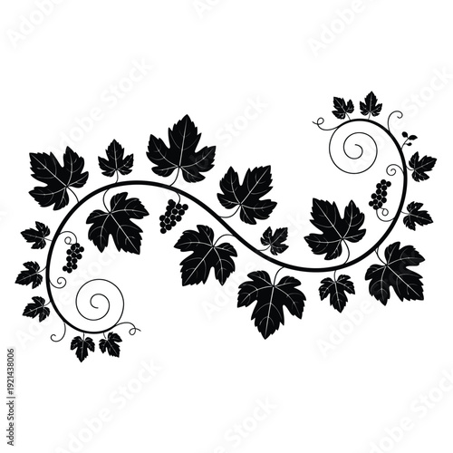 Elegant black and white botanical illustration of a winding vine