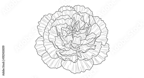 Highly detailed black and white line art sketch of a single carnation bloom showcasing its characteristic ruffled and layered petals.