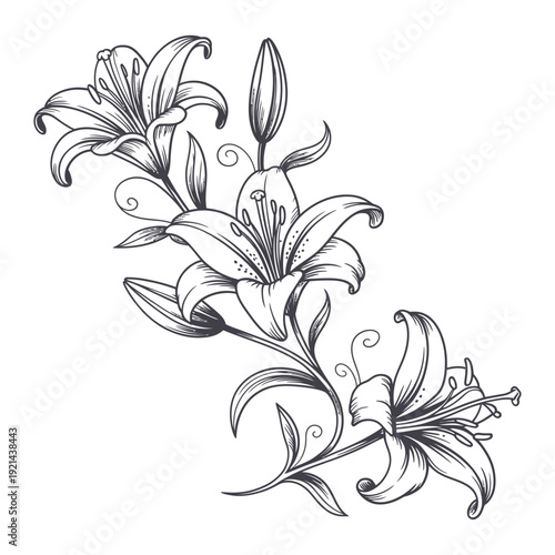 Elegant floral sketch depicting three lily blossoms with curving stems