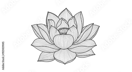 Detailed hand-drawn lotus flower line art illustration. Elegant monochrome floral bloom sketch on white background.
