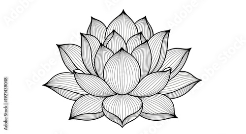 Elegant black and white line art drawing of a lotus flower, symbolizing purity, beauty, and spirituality. Botanical illustration.
