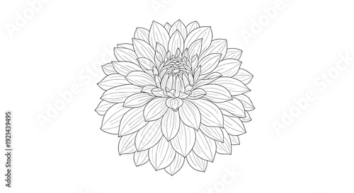 Hand drawn botanical sketch of a single dahlia flower with many layers of petals shown in high detail on a clean white background.