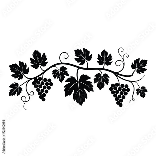 Elegant black silhouette of a grapevine with leaves and bunches of grapes
