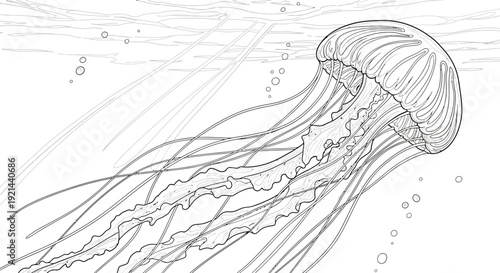 Detailed line art illustration of a graceful jellyfish swimming underwater in the ocean, a beautiful marine creature, perfect for coloring.