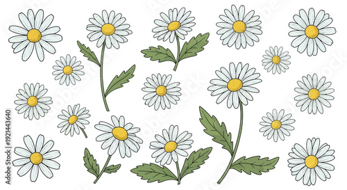 A collection of white daisies with green leaves, illustrated in a simple line art style against a clean background, Whisk reference
