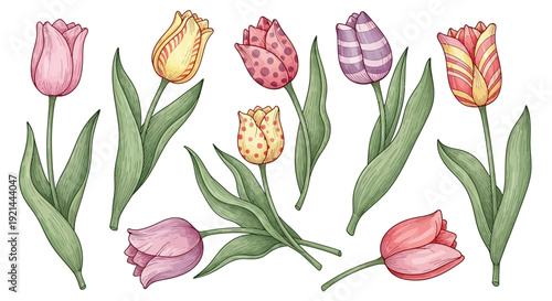 Assorted colorful tulips arranged in a loose bouquet on a clean white background viewed from directly above Whisk reference