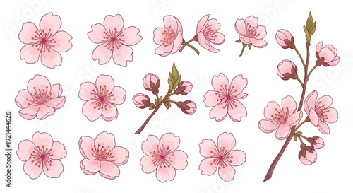 Vector illustrations of cherry blossoms and buds on stems, isolated on a clean background, showcasing delicate flowers and branches