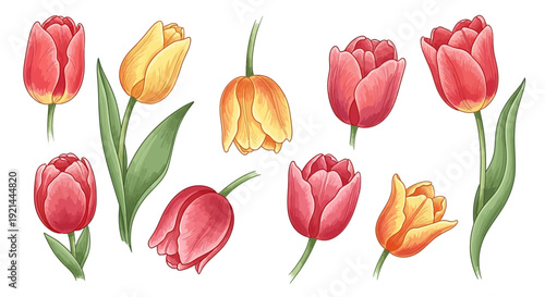 Wallpaper Mural Vibrant Tulips Illustration Featuring Various Colors and Petals in a Whimsical Floral Arrangement Torontodigital.ca