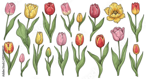 Collection of colorful tulips and flowers in various stages of bloom, illustrated in a vibrant and lively style