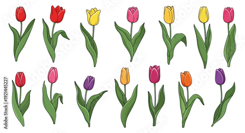 Vibrant tulips in full bloom, a colorful illustration of spring flowers arranged in a grid pattern from a direct overhead viewpoint