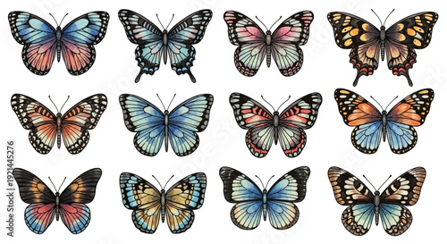 Collection of various colorful butterfly species displayed in a grid pattern