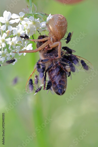 The spider caught the bee. Flies of the genus Desmometopa freeloader flies in the family Milichiidae, feed on the victim by drinking the bee's hemolymph.