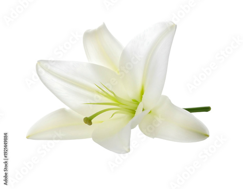 Elegant white lily flower isolated on a clean white background studio shot.