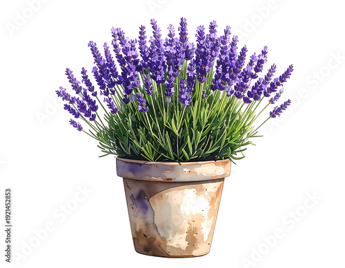 Lavender plant in a rustic pot vibrant purple flowers green leaves isolated white background.