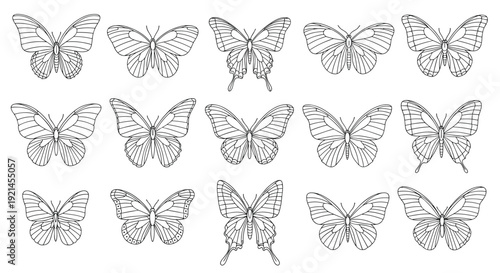 Large set of diverse butterfly species illustrated in a clean black and white line art style for coloring or design purposes.