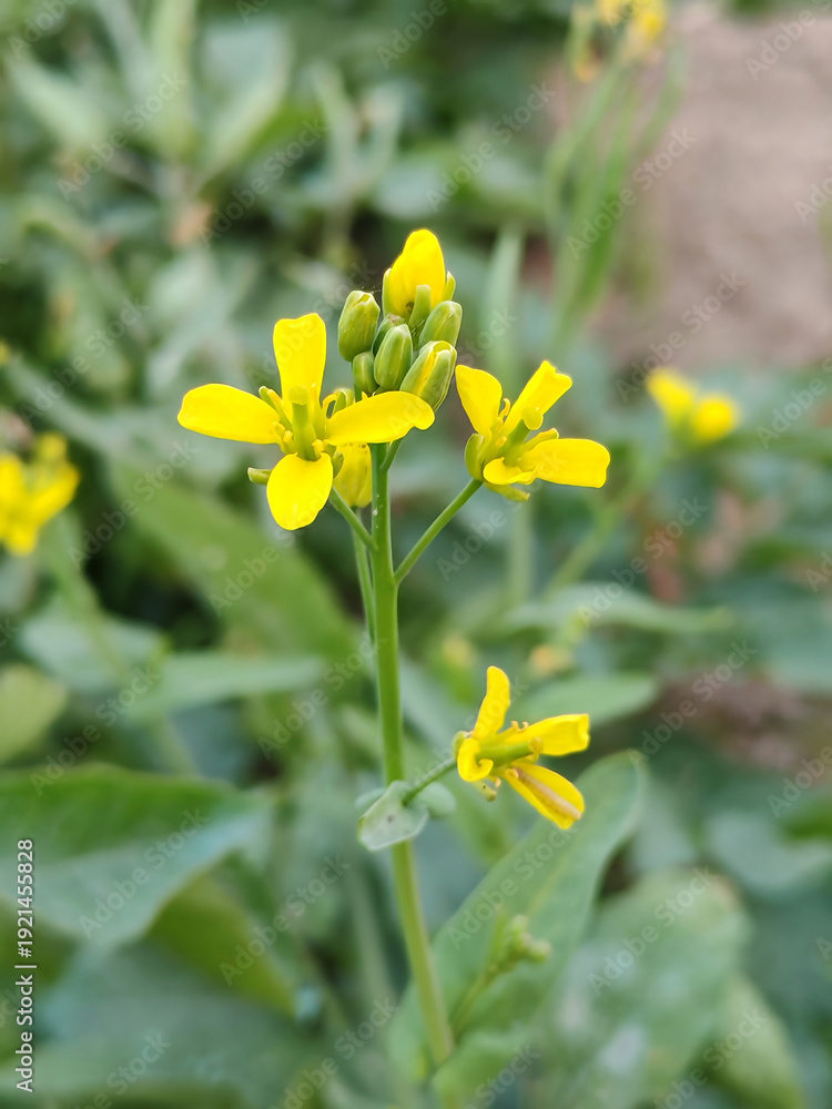 Obraz premium Yellow wildflower bloom close up with natural green background 