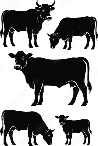 Cattle and cow silhouettes collection, farm livestock animals in standing and grazing poses, black vector illustration isolated on white background