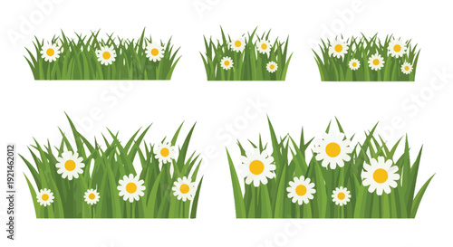 Several patches of green grass with small white daisies blooming