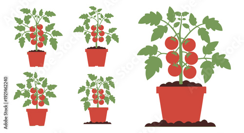 Tomato plants in varying stages of growth illustrated in terracotta pots