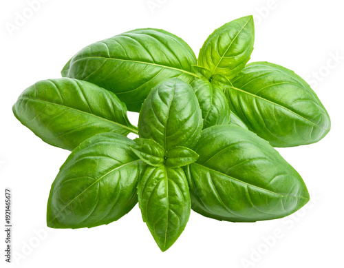 Fresh green basil leaves perfect for culinary and herbal use isolated.