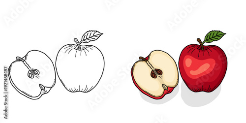 Red apple and half slice vector illustration in line art and colored style. Hand drawn fresh red apple collection doodle in color and black white
