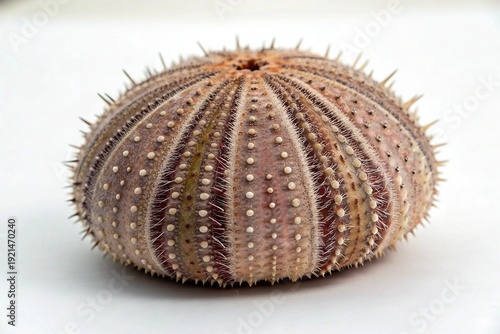 Intricate sea urchin with spiky texture displayed against plain background