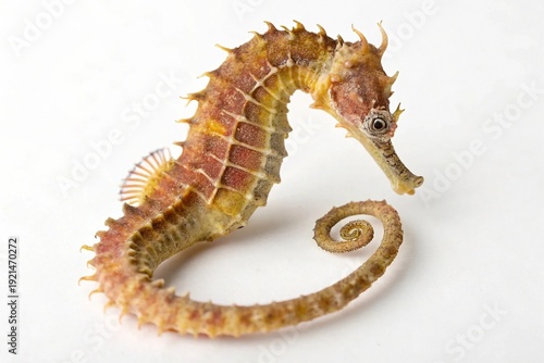 A beautifully intricate seahorse with delicate spines and a curled tail resting gracefully