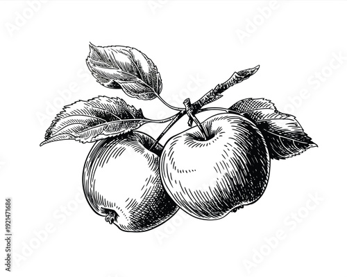 Elegant hand-drawn pair of apples with leaves - minimalist fruit illustration