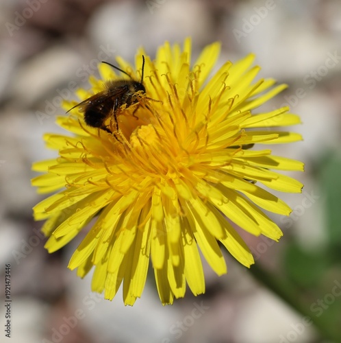 A wild bee sitting on a dandelion flower, Taraxacum officinale