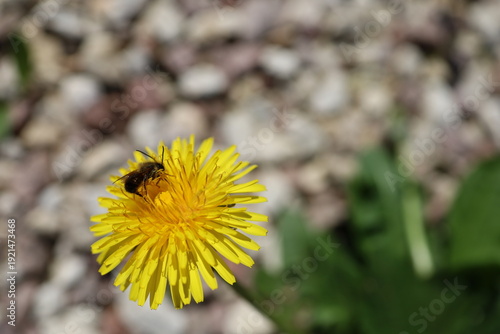 A wild bee sitting on a dandelion flower, Taraxacum officinale