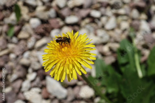 A wild bee sitting on a dandelion flower, Taraxacum officinale