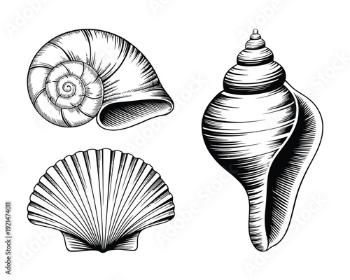 Elegant black and white vector illustration of seashells and marine life