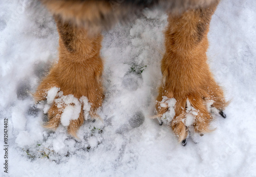 фотографія Close-up of frozen snow and ice balls stuck between a dog's toes in winter because of long fur in between the paws
