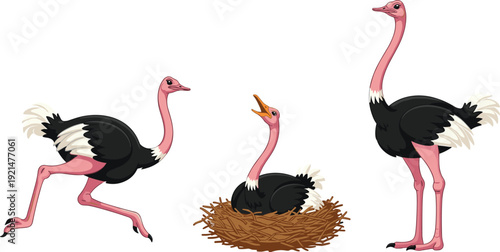 African Ostrich Vector Illustration Set with Running Standing and Sitting in Nest Poses Isolated on White Background for Design