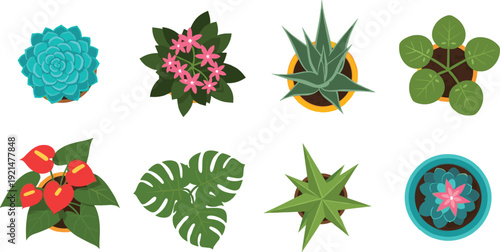 Houseplants Top View Vector Illustration Set with Monstera Succulents and Anthurium in Pots Isolated on White Background for Interior