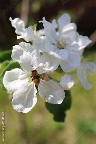 A tree bumblebee (Bombus hypnorum) on the blossom of an apple tree (Malus)
