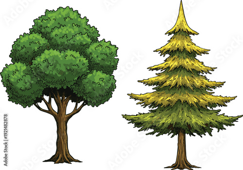 Green evergreen tree isolated on white background with leafy branches and natural foliage illustration