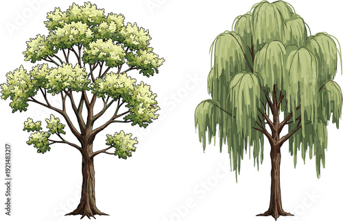 Deciduous tree, weeping willow, nature contrast, botanical diversity, green foliage, drooping branches, leafy canopy, outdoor landscape, seasonal trees, graceful tree forms
