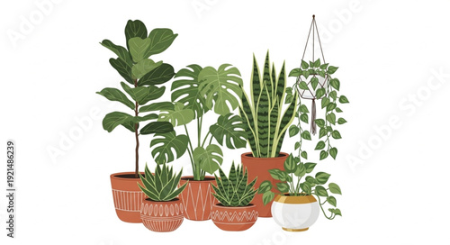 Potted Plants in Terracotta Pots.