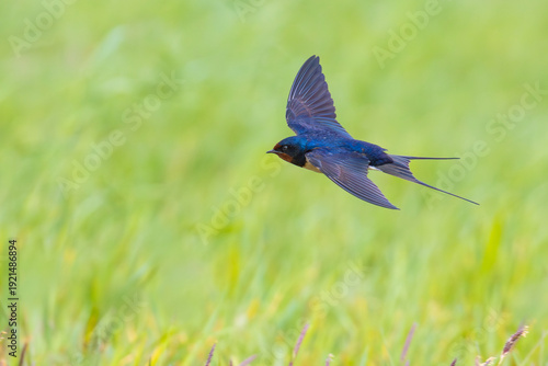 Photos The flight of the barn swallow over the field