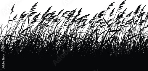 Detailed silhouette of tall wetland grass and wild reeds blowing in the wind for nature landscape design and botanical mapping,
